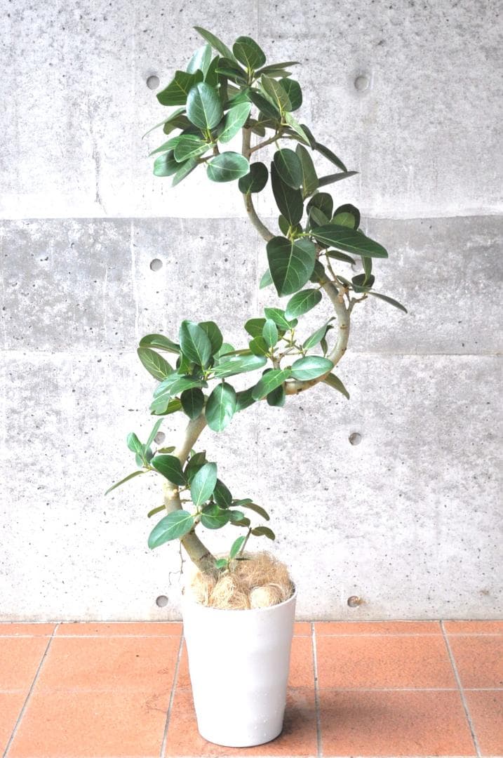 フィカス ベンガレンシス 8号 138cm S-shaped tree form