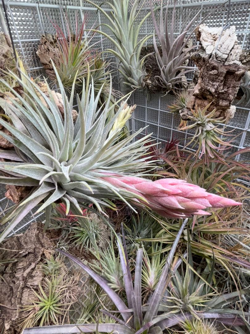 u*a様 Tillandsia.roseiflora