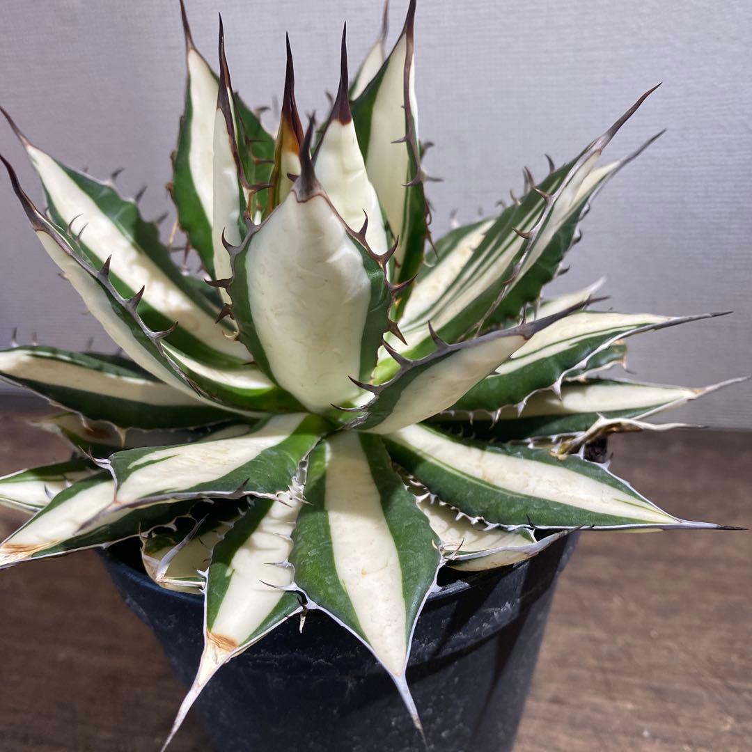 アガベ　ホリダ　白中斑　極上ラスト1