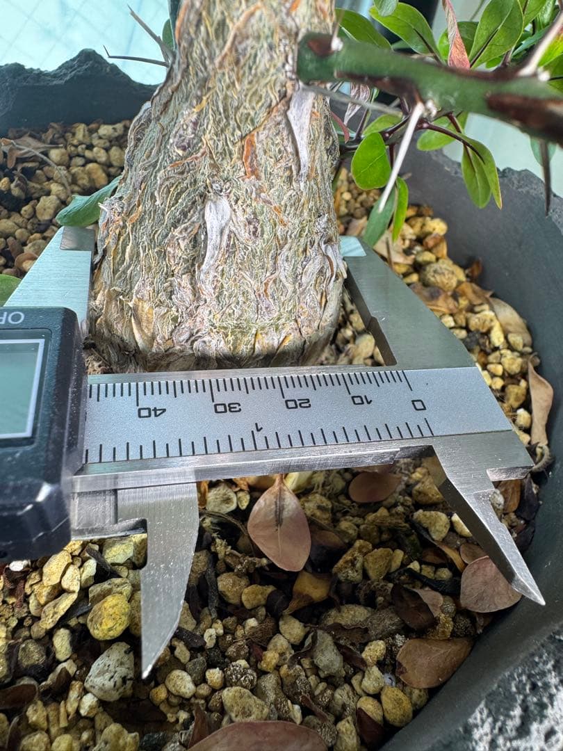 塊根植物 ファシクラータ