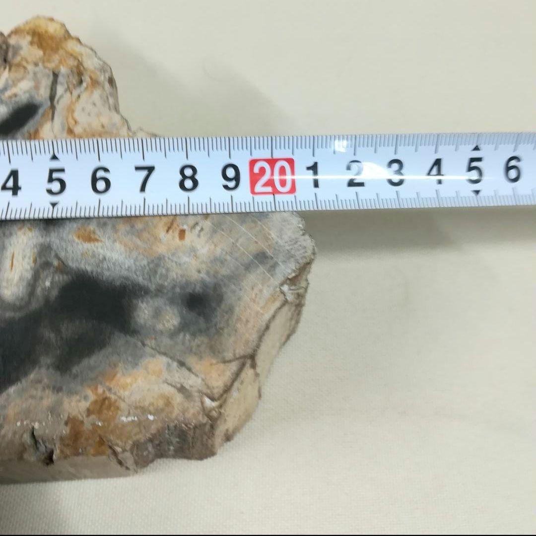 珪化木 木化石 置物