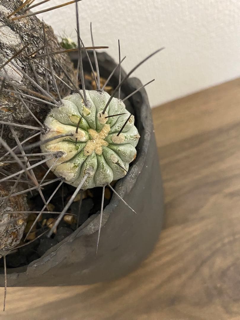 黒士冠　現地球　激ヤバ　群生　コレクション株　デアルバータ