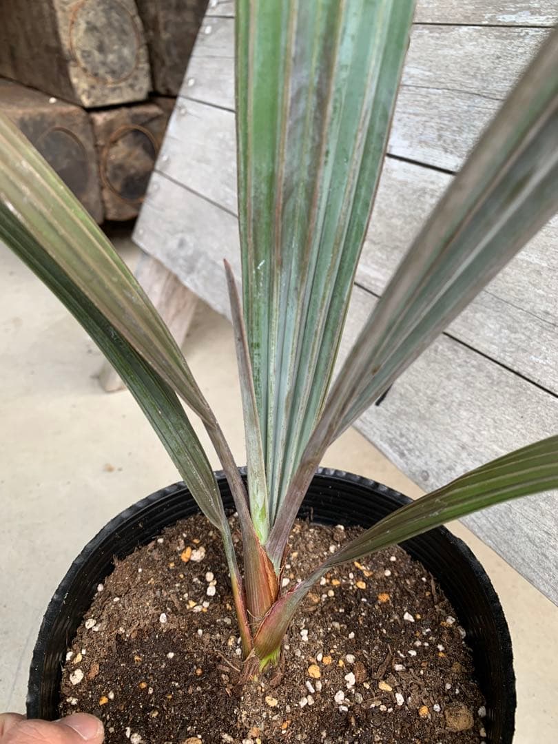 【安心の生産者仕入れ】ビスマルキアノビリス　シルバー　②