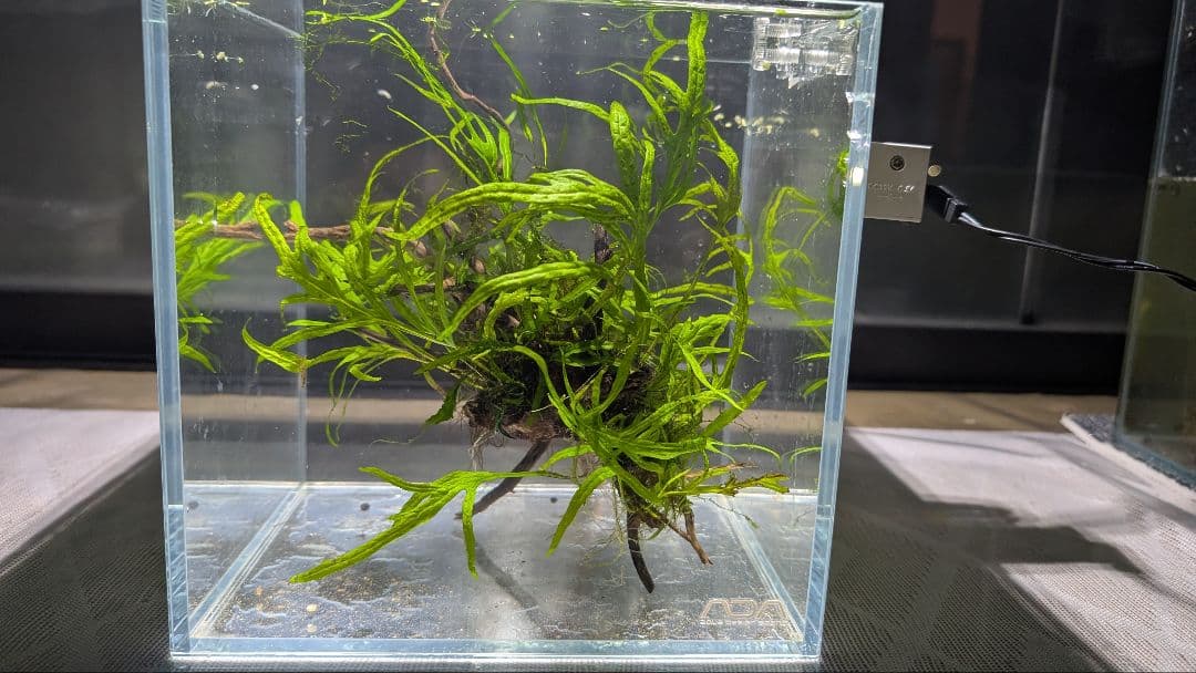 ミクロソリウムトライデント50葉以上とウィローモスが自然活着の2本組ブランチ流木