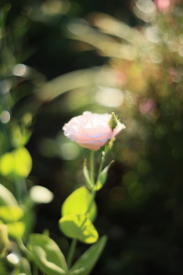 Super-Takumar 55mm F1.8 初期型 S/N：617312