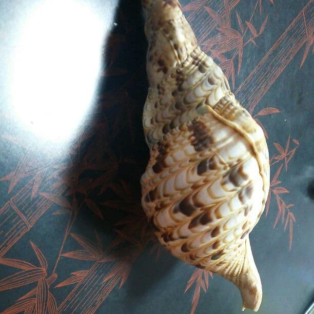 ホラ貝