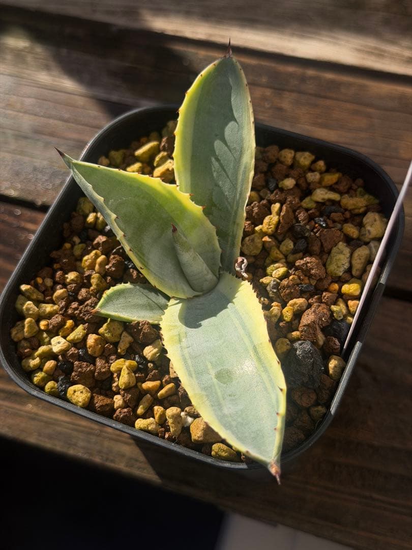 アガベ サルミアナ　リップルエフェクト