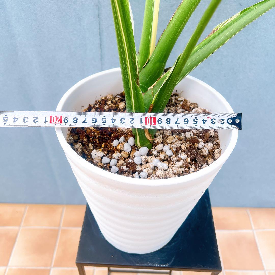 現品　モンステラ　デリシオーサ　斑入り　38番　バリエガータ　希少　観葉植物