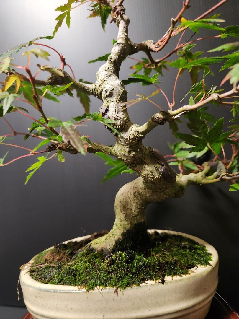 【お年玉価格】紅葉 もみじ 紅葉盆栽 もみじ盆栽 楓 カエデ　模様木