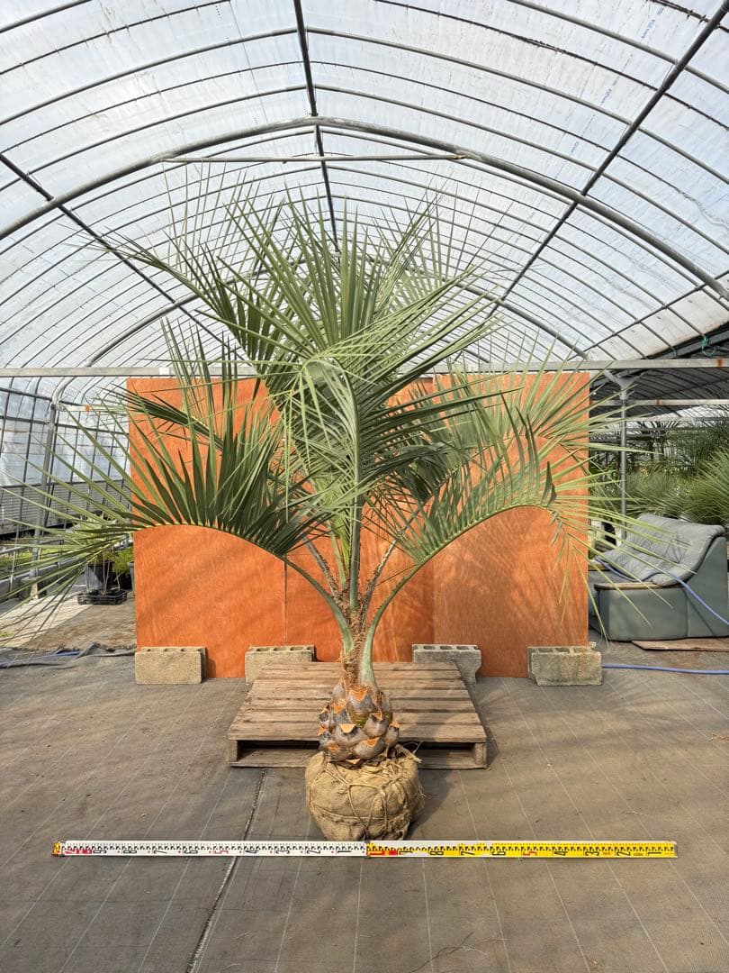 ココスヤシ【超シルバーリーフ】葉先200cm幹回り90cm 幹高30cm