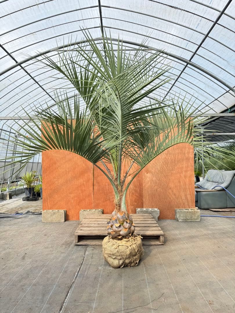 ココスヤシ【超シルバーリーフ】葉先200cm幹回り90cm 幹高30cm