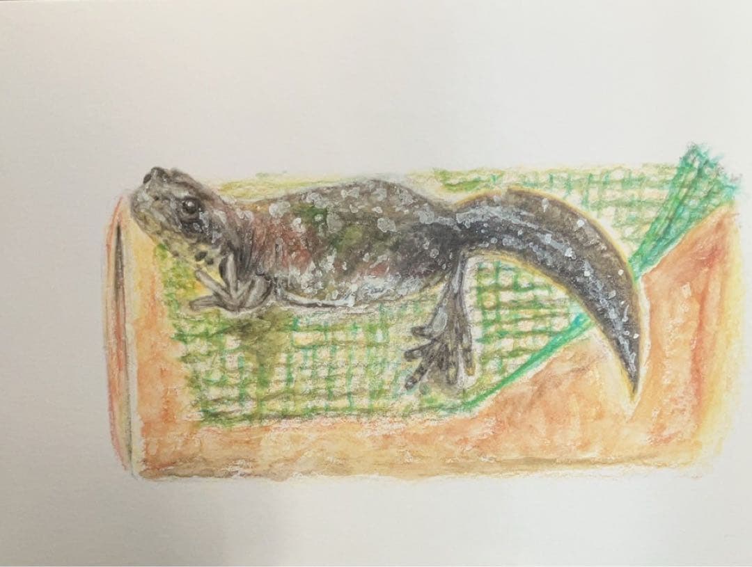 どんぐり　※他の方は購入できません