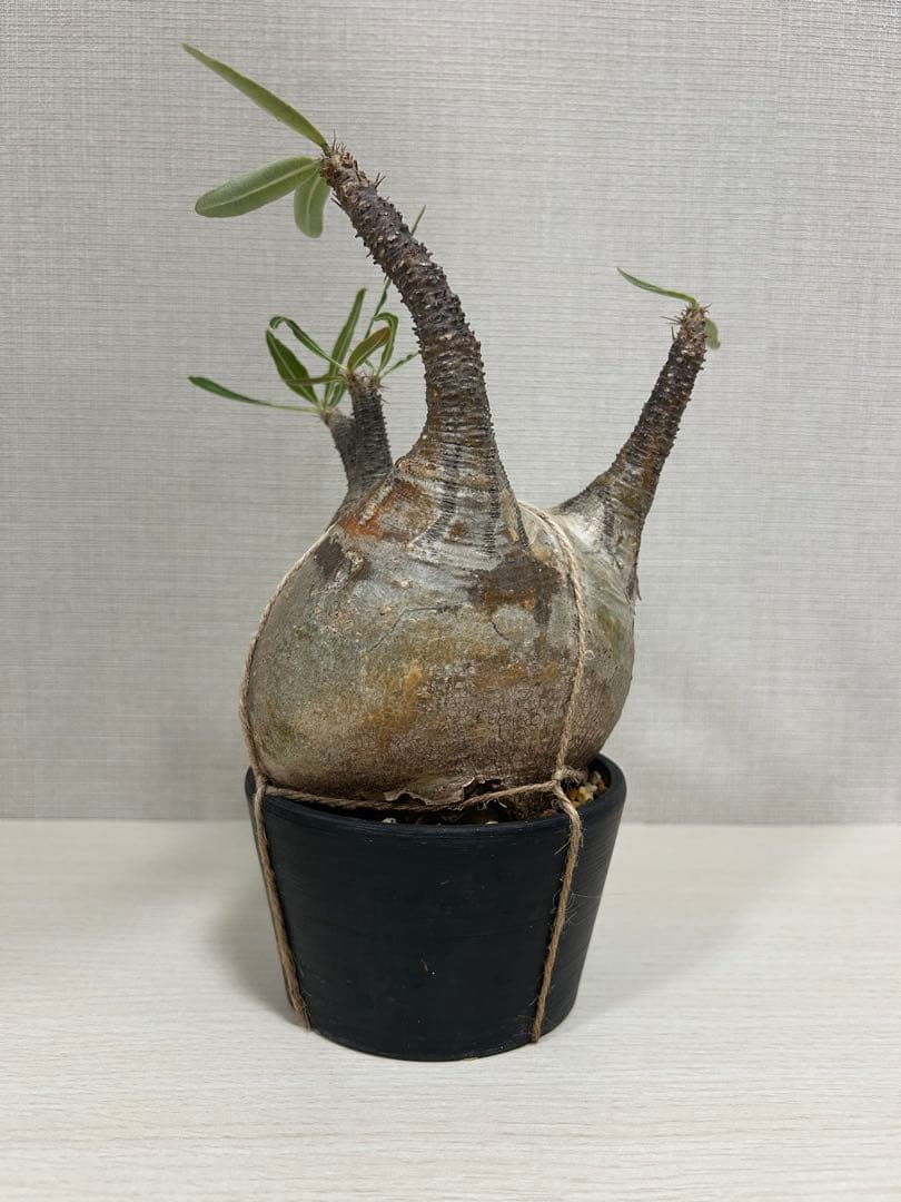 パキポディウム•グラキリス①　現地球　現地株　発根済み　塊根植物
