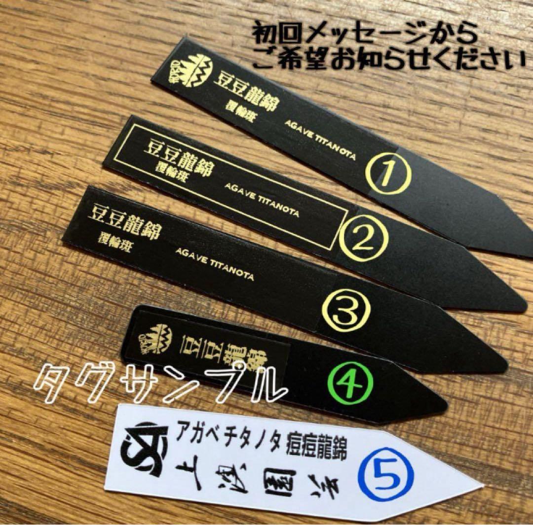 速達【鉢ごと発送】希少　アガベ　チタノタ　豆豆龍錦　覆輪斑　TC 安定株