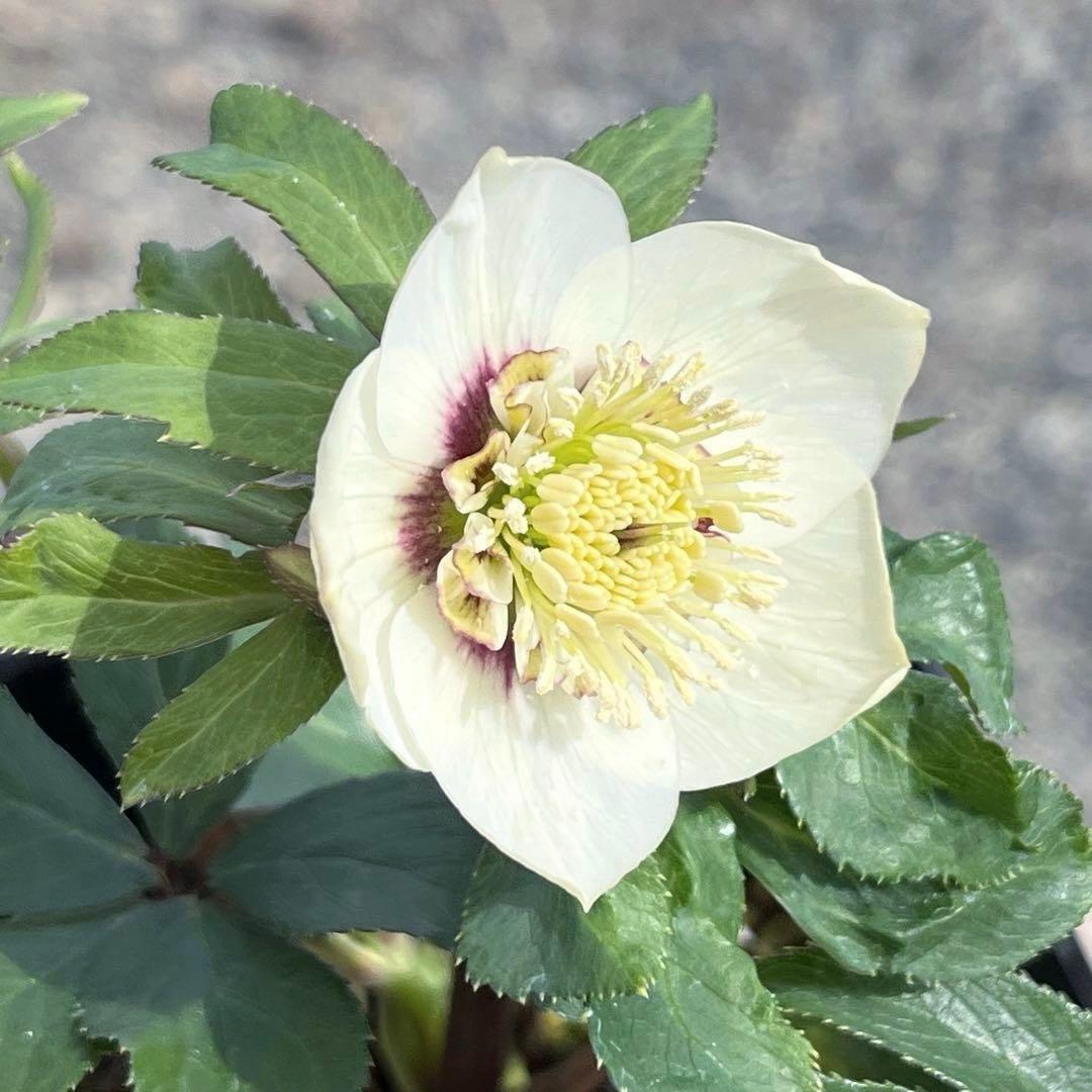 の*ん様 ☘️蕾付き☘️3302⭐️小輪⭐️SD⭐️シズカ⭐️静⭐️樋口さん⭐️