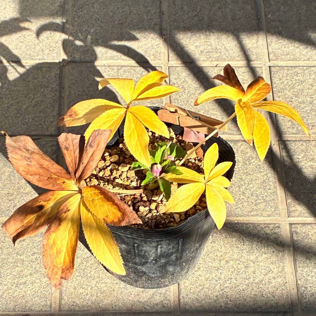 ぱ*こ様 ☘️蕾付き☘️極上☘️3391⭐️小輪⭐️ ハートSD⭐️オーレア⭐️