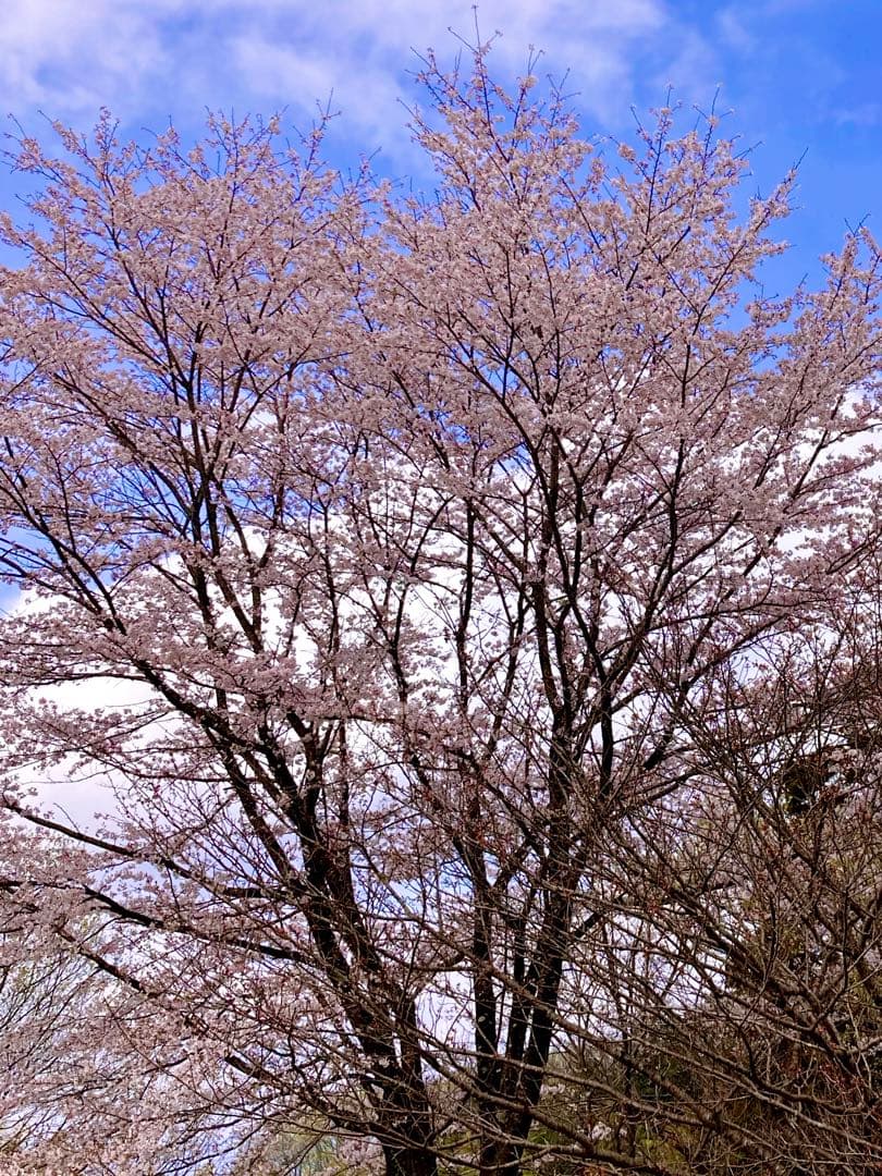 天然＊野生【山桜＊桜＊切り花＊つぼみの枝】ネコポス/可憐で素朴で可愛いです＾＾♪