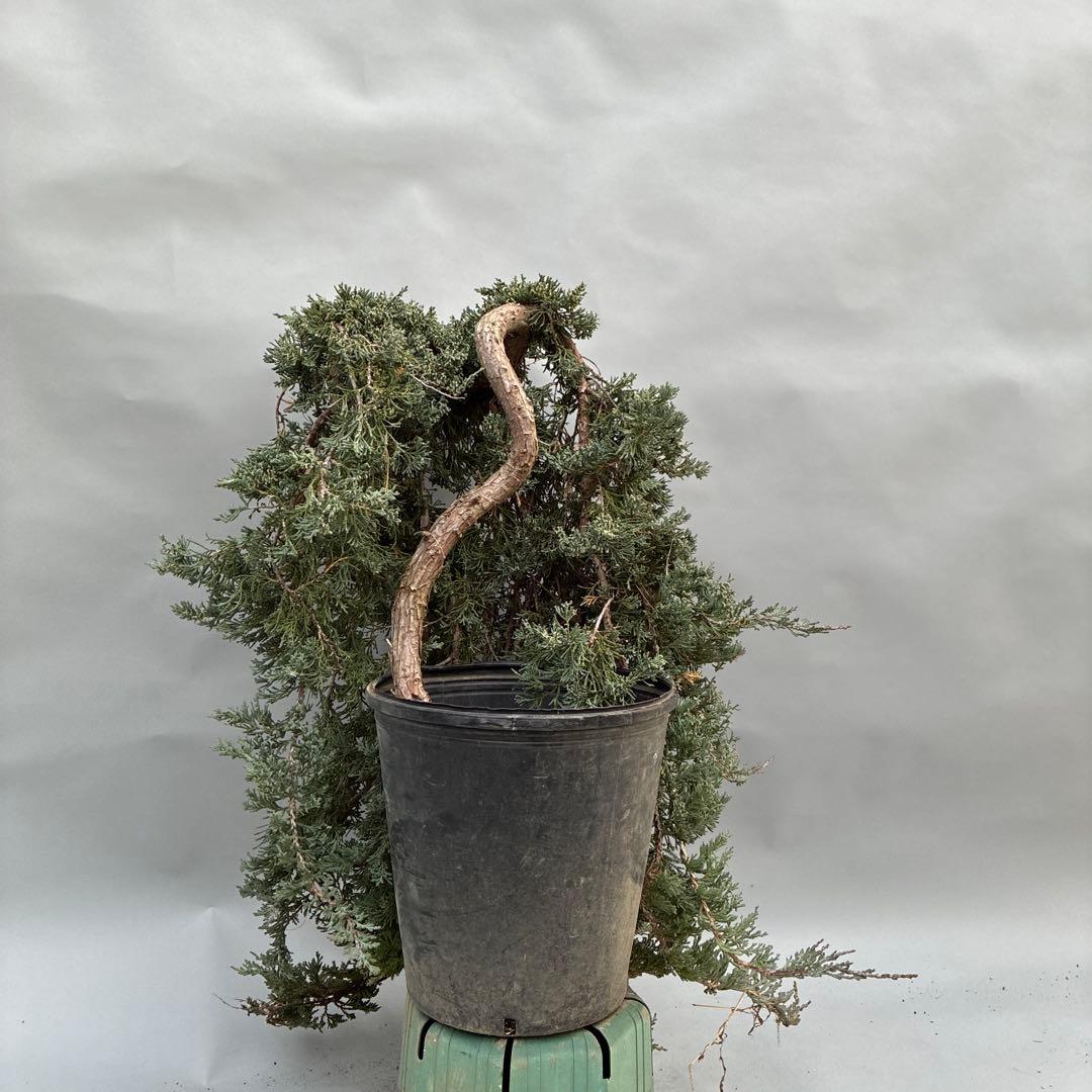 ウィルトニー　盆栽風