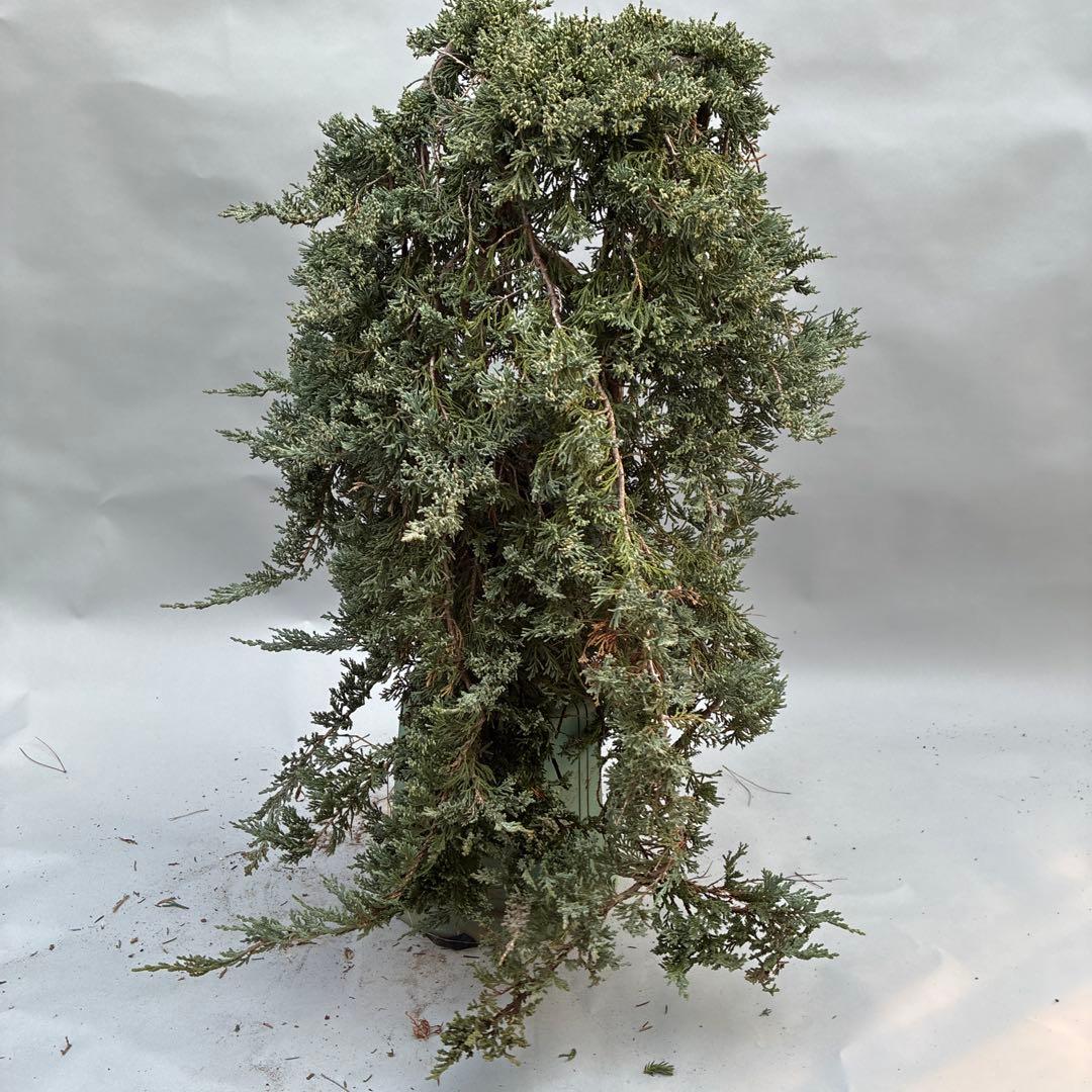 ウィルトニー　盆栽風