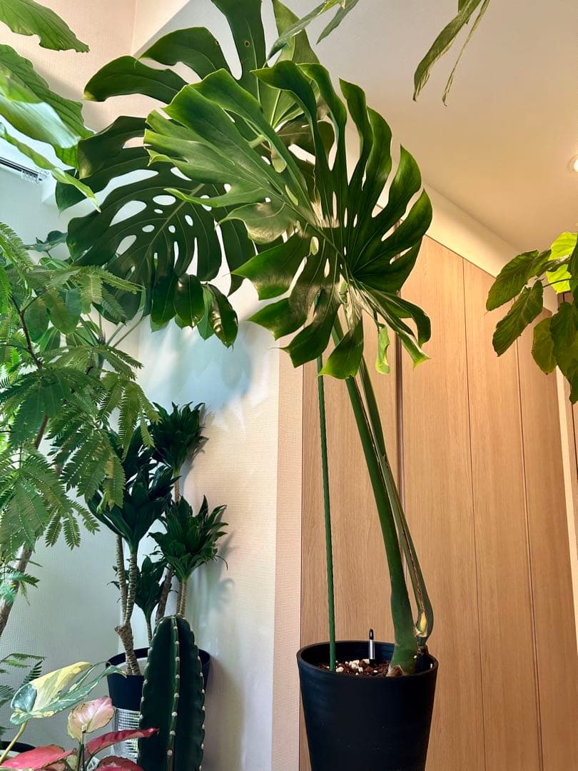 【引取特価】【ワイルド】破格！巨大モンステラ　約120cm 8号鉢 葉60cm