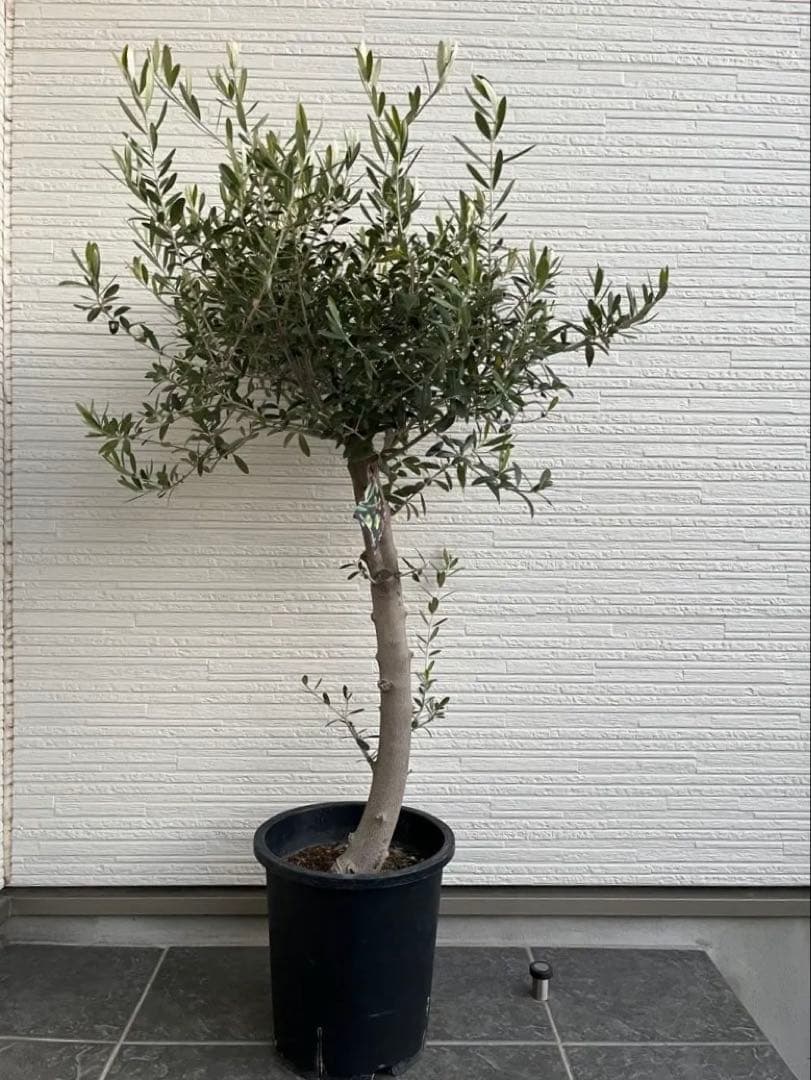 【SOUJU】オリーブの木　ネバディロブランコ　幹極太　No.14 9号鉢