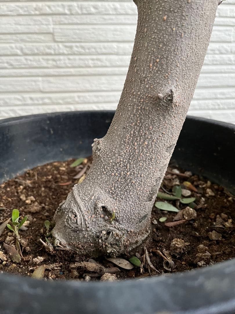 【SOUJU】オリーブの木　ネバディロブランコ　幹極太　No.14 9号鉢