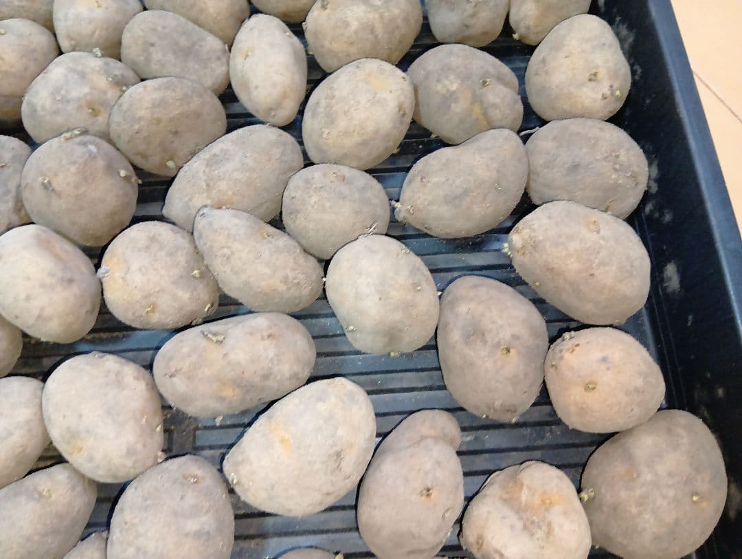 6kg m33 インカのめざめ 種芋