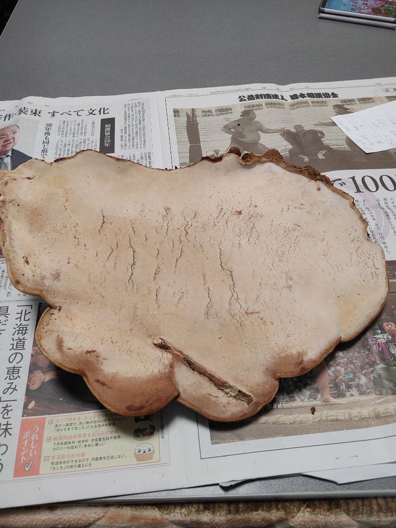 サルノコシカケ　天然物　大きいです。３個まとめて　漢方　インテリア