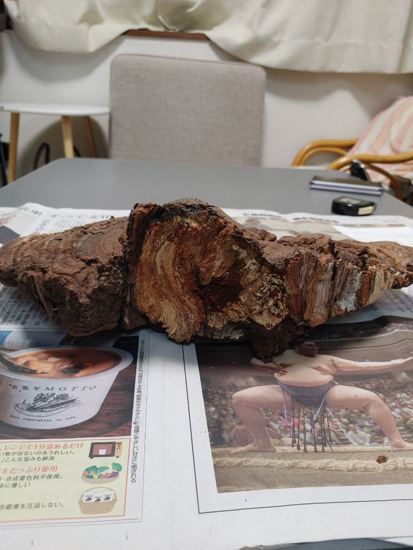 サルノコシカケ　天然物　大きいです。３個まとめて　漢方　インテリア