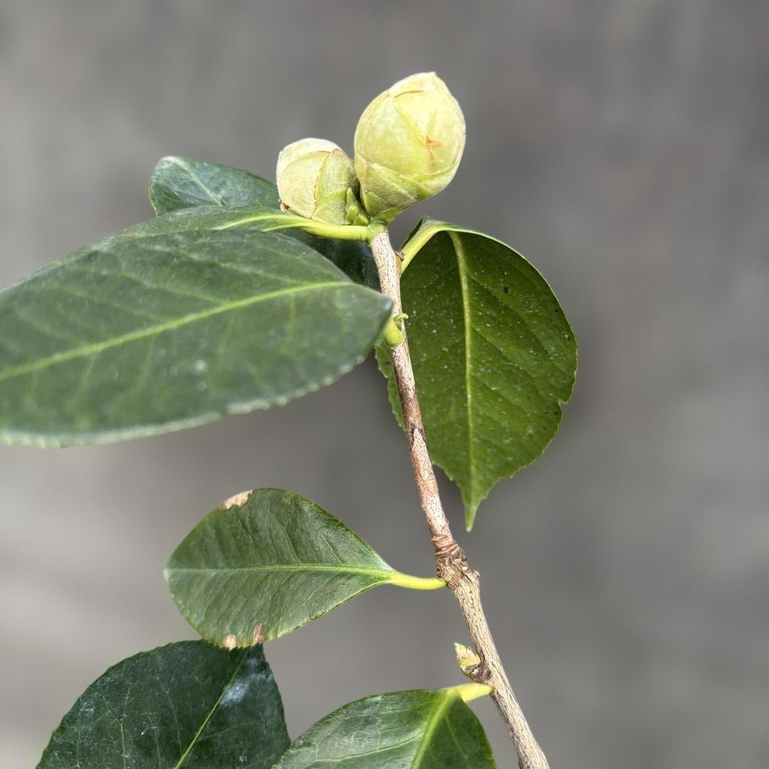 紅葉 Koyo (代理人)様ご確認苗 レイジェントリー4と此の糸2点セット苗