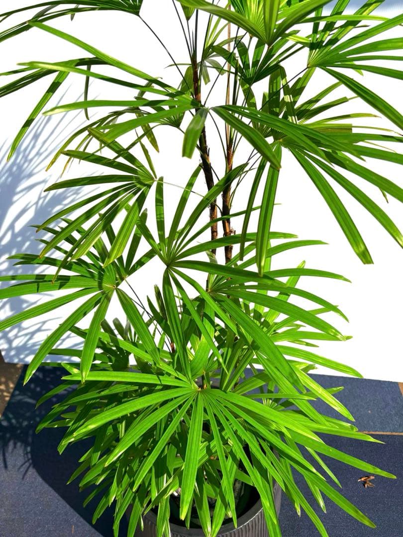 特大美品‼️棕櫚竹　シュロチク