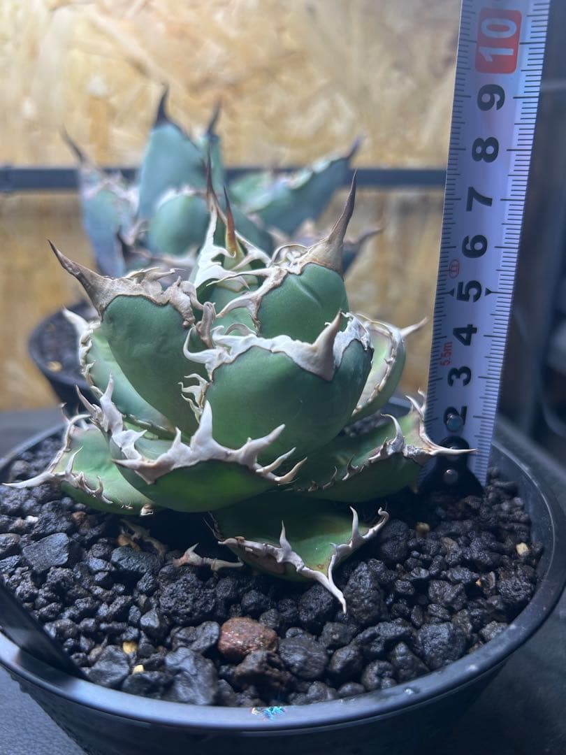 アガベ チタノタ　オテロイ　逆棘