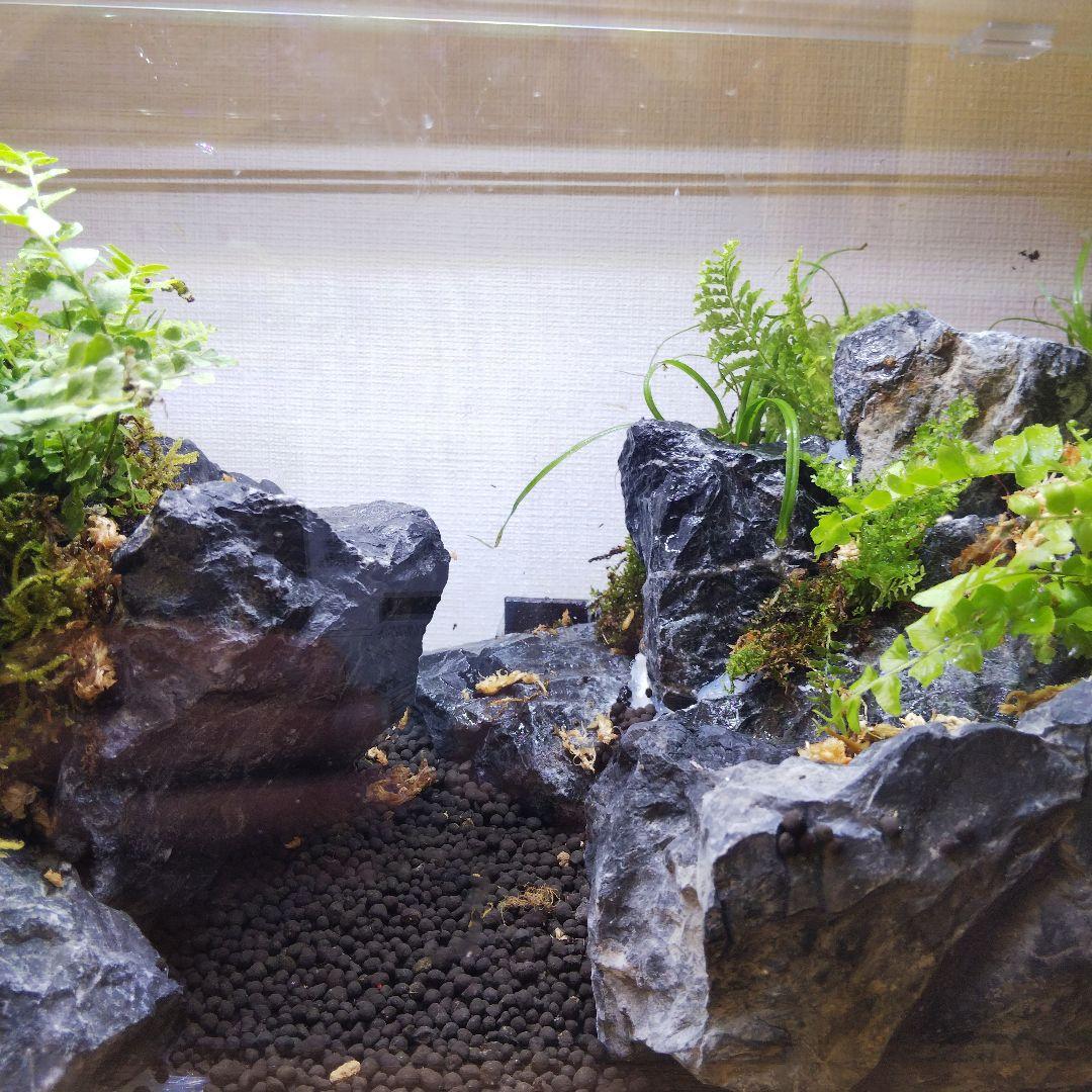 【受注生産】アクアテラリウム　カニリウム　イモリウム　苔　水槽　苔テラリウム