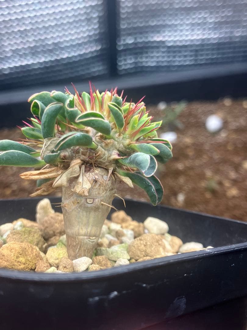 *様 ユーフォルビア ギラウミニアナ 綴化 実生株
