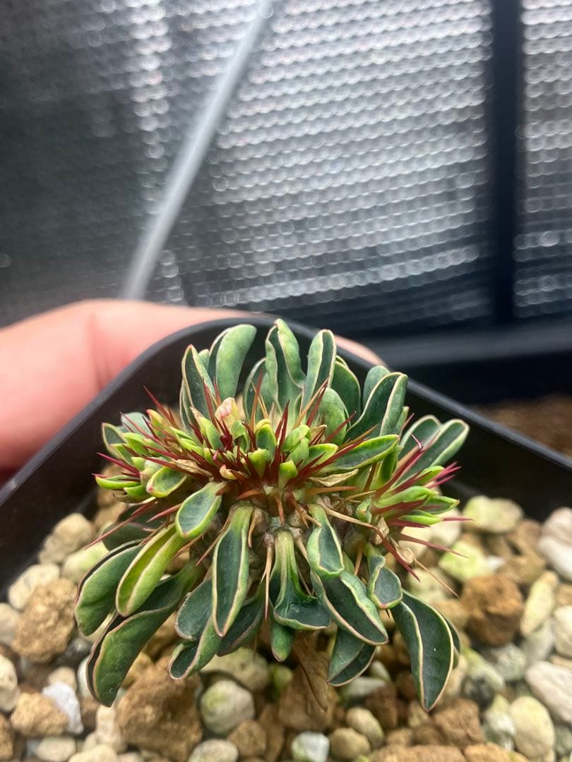 *様 ユーフォルビア ギラウミニアナ 綴化 実生株