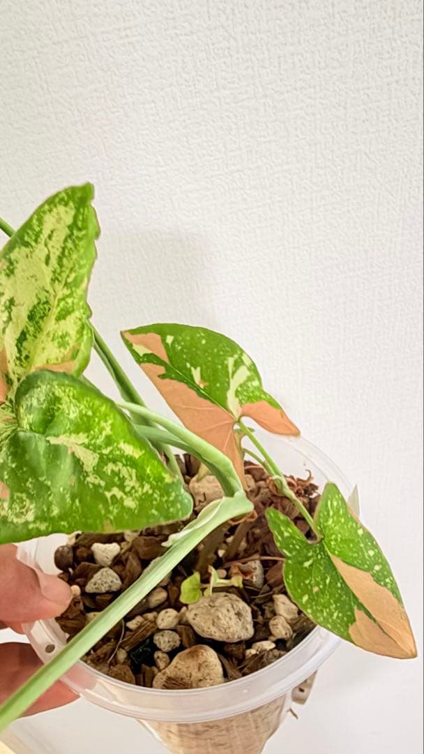 (レア)シンゴニウム・コンフェッティ・トリカラー&レッドスポット トリカラー