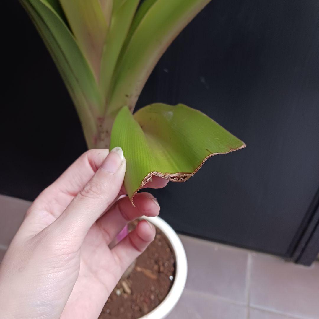 4 ハマユウ　9号　ハマオモト　銅葉　赤葉