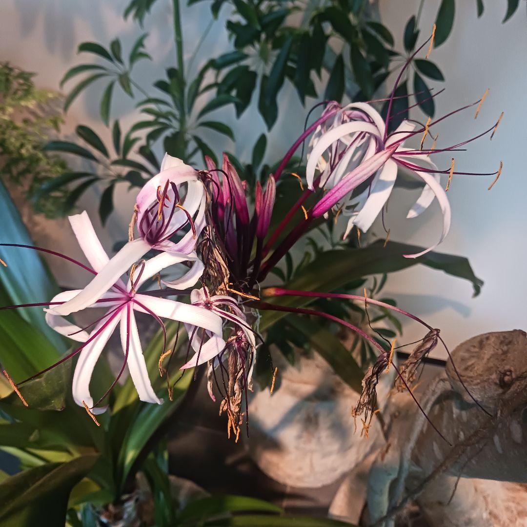 4 ハマユウ　9号　ハマオモト　銅葉　赤葉