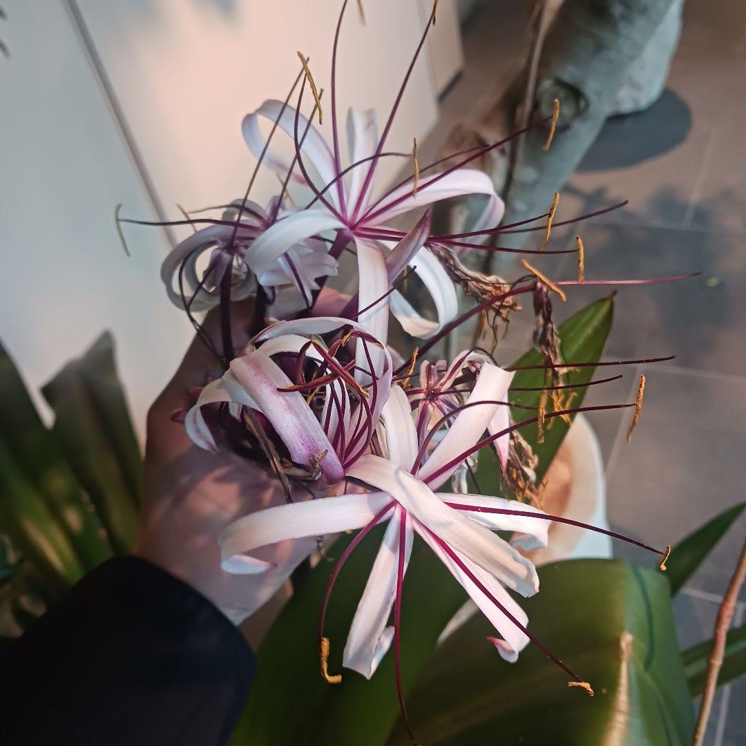 4 ハマユウ　9号　ハマオモト　銅葉　赤葉