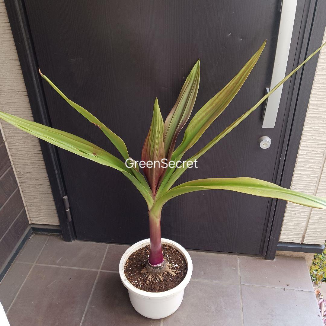 4 ハマユウ　9号　ハマオモト　銅葉　赤葉