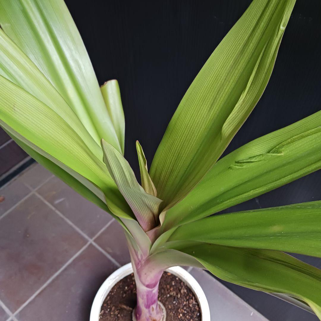 4 ハマユウ　9号　ハマオモト　銅葉　赤葉