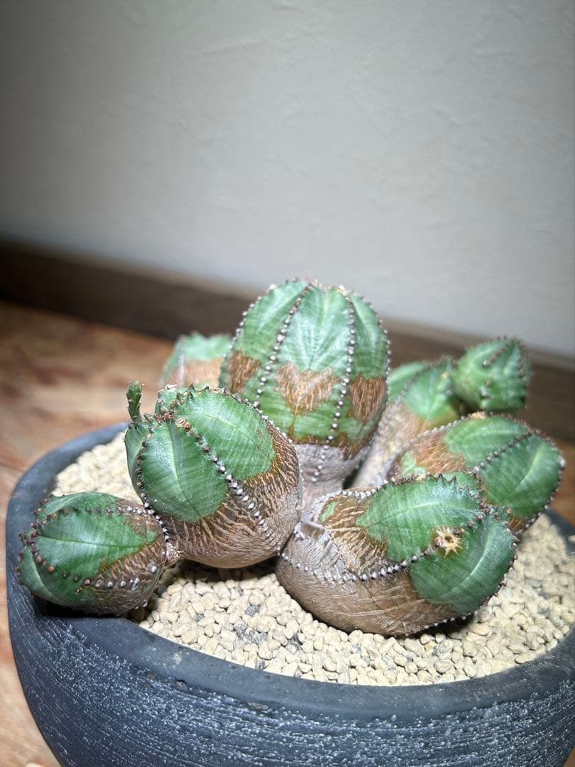 発根済み　オールド　オベサ　群生　ユーフォルビア　木質化　陶器鉢のまま発送