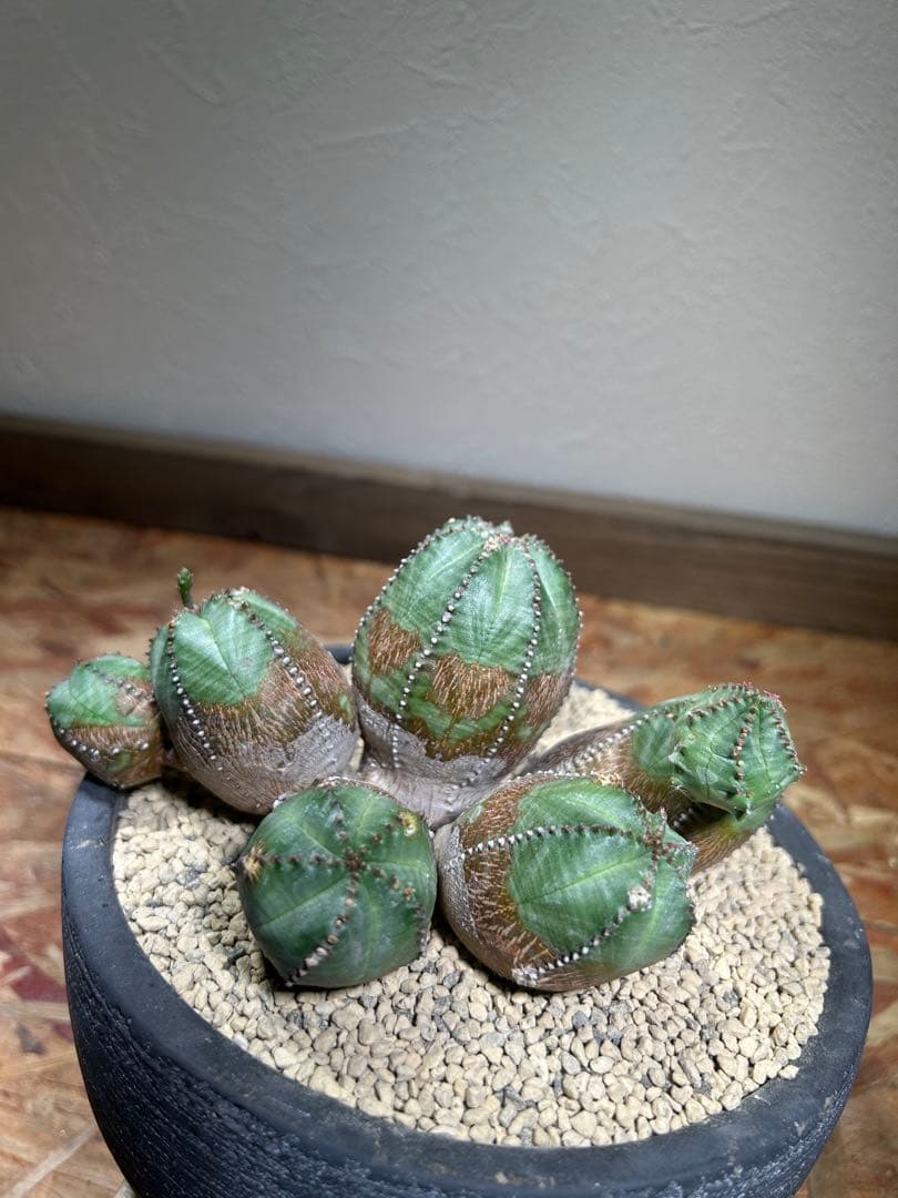 発根済み　オールド　オベサ　群生　ユーフォルビア　木質化　陶器鉢のまま発送