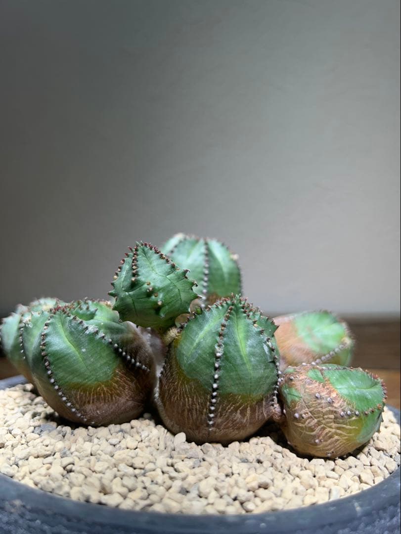 発根済み　オールド　オベサ　群生　ユーフォルビア　木質化　陶器鉢のまま発送