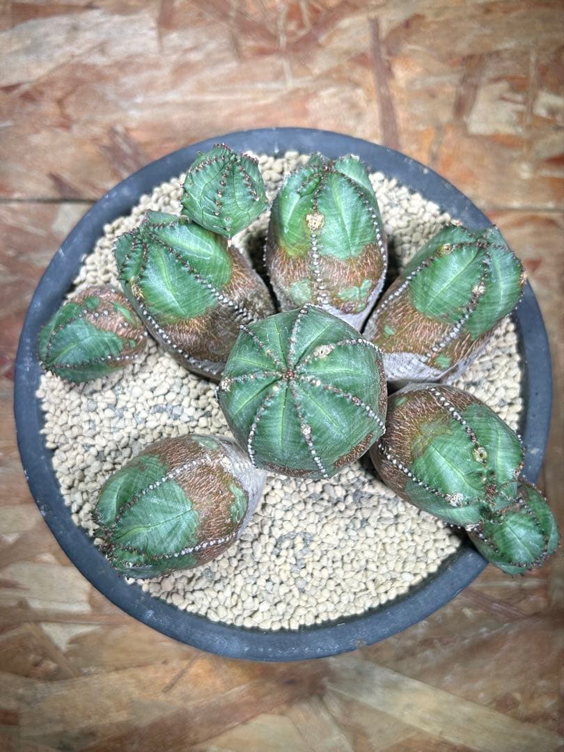 発根済み　オールド　オベサ　群生　ユーフォルビア　木質化　陶器鉢のまま発送