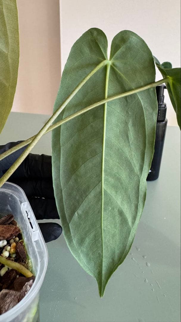 1株のみ Anthurium llicum アンスリウム メタリカム