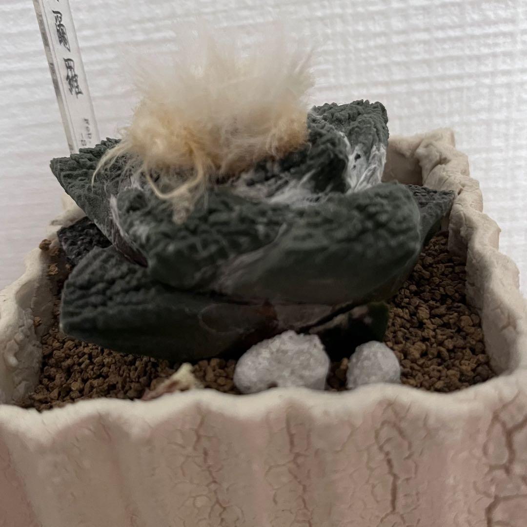 アリオカルプス ゴジラ 実生 自根 7cm シマムラ園芸　亀甲牡丹　礎礎
