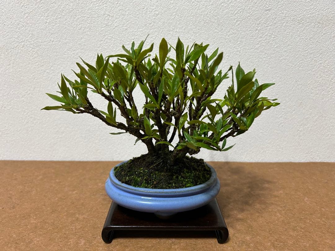 梔子　小品盆栽