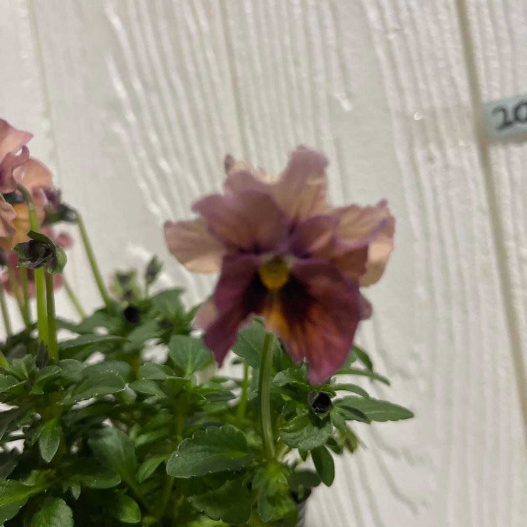 SUNTORY ミルフル 紫と白の花 1ポット苗　10月2 3日