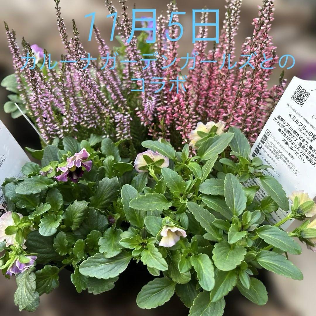 SUNTORY ミルフル 紫と白の花 1ポット苗　10月2 3日